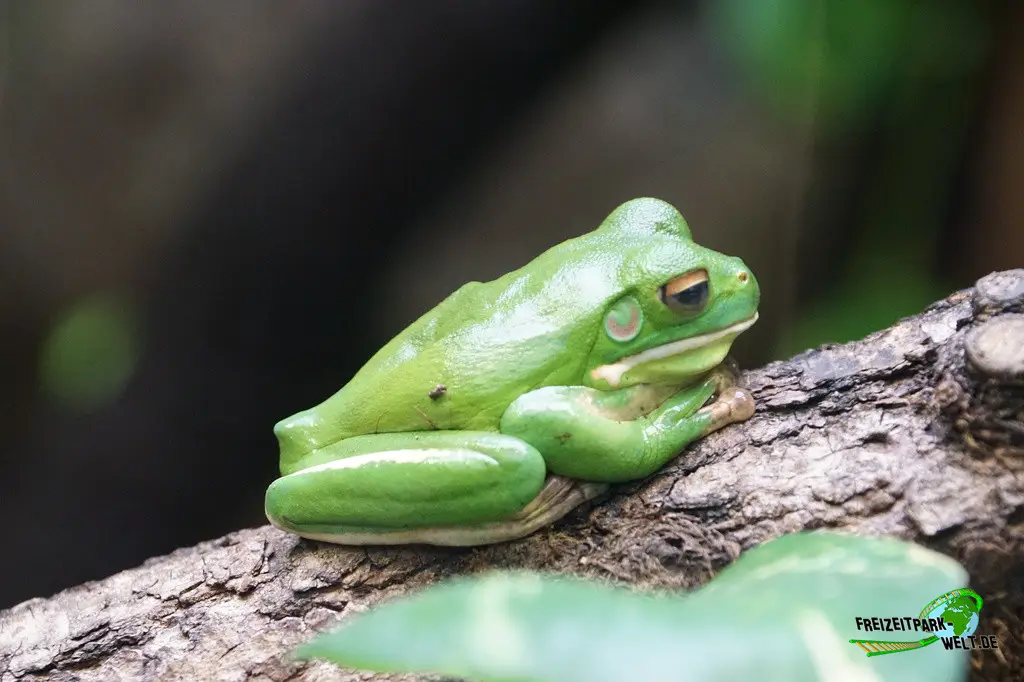 Neuguinea-Riesenlaubfrosch in Burgers' Zoo - 2024