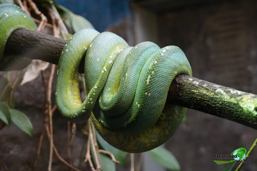 Grüne Baumpython in Burgers' Zoo - 2024