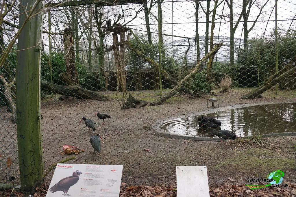Mönchsgeier in Burgers' Zoo - 2024