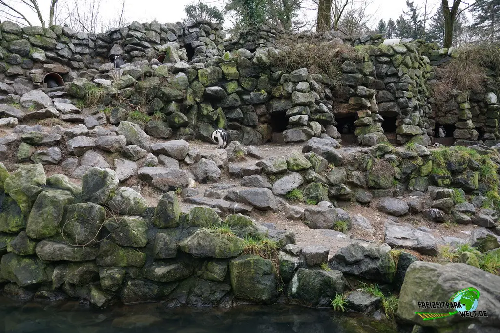 Brillenpinguine in Burgers' Zoo - 2024