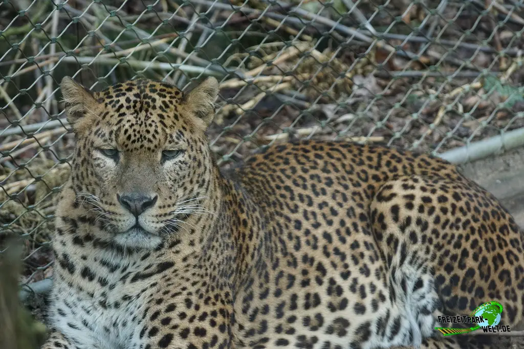 Gepard in Burgers' Zoo - 2024