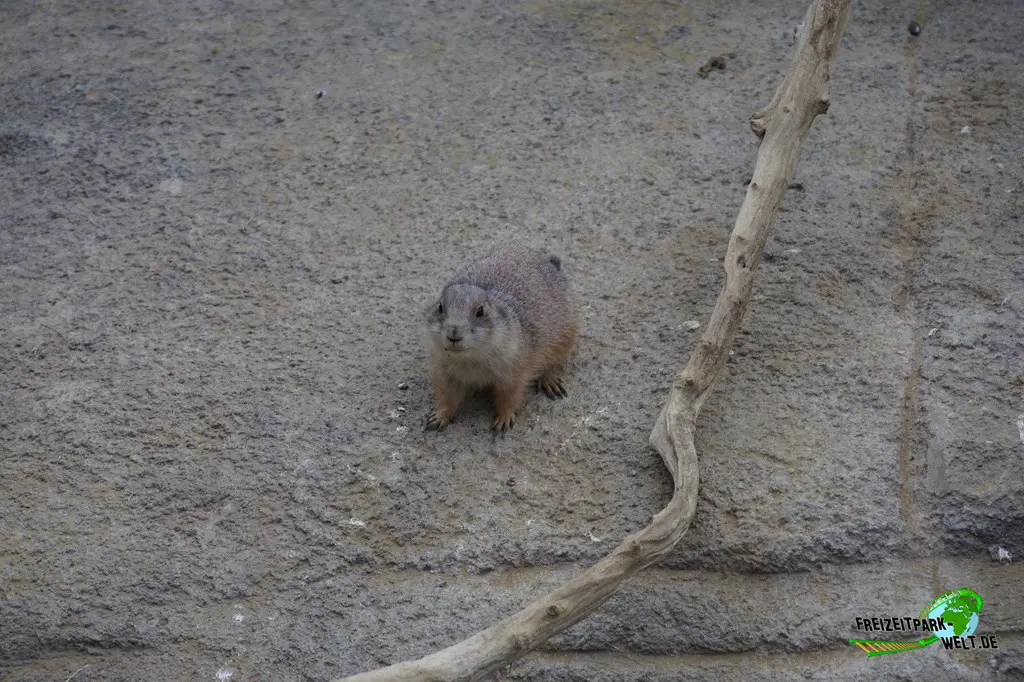 Präriehund in Burgers' Zoo - 2024