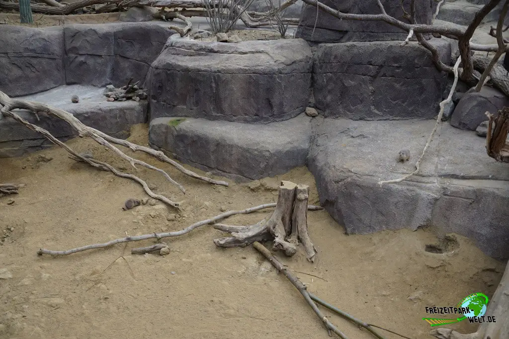 Präriehund in Burgers' Zoo - 2024