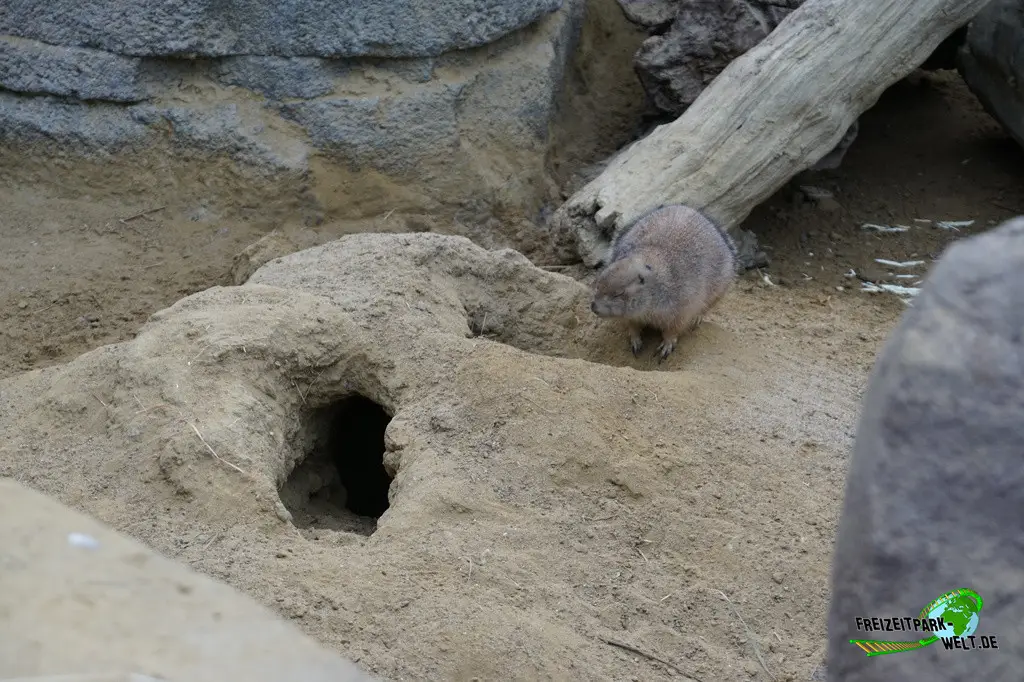 Präriehund in Burgers' Zoo - 2024