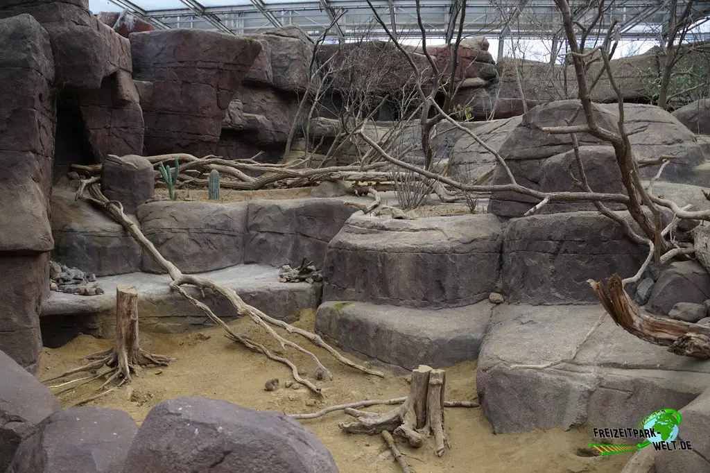 Präriehund in Burgers' Zoo - 2024