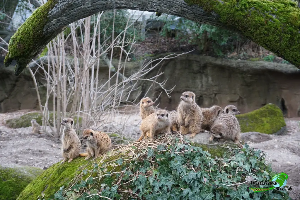 Erdmännchen in Burgers' Zoo - 2024