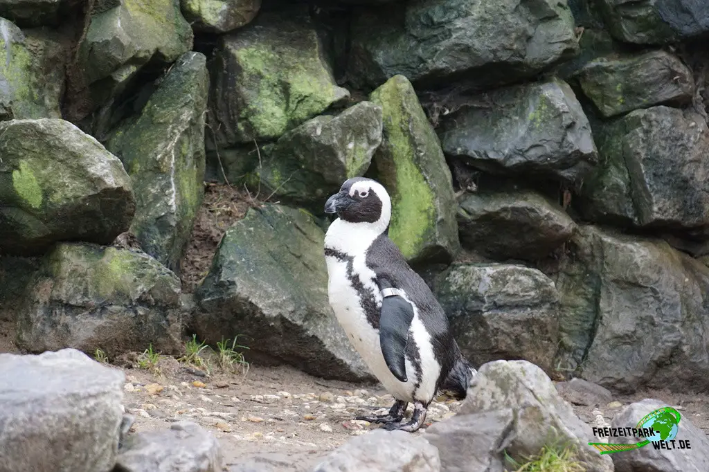 Brillenpinguine in Burgers' Zoo - 2024