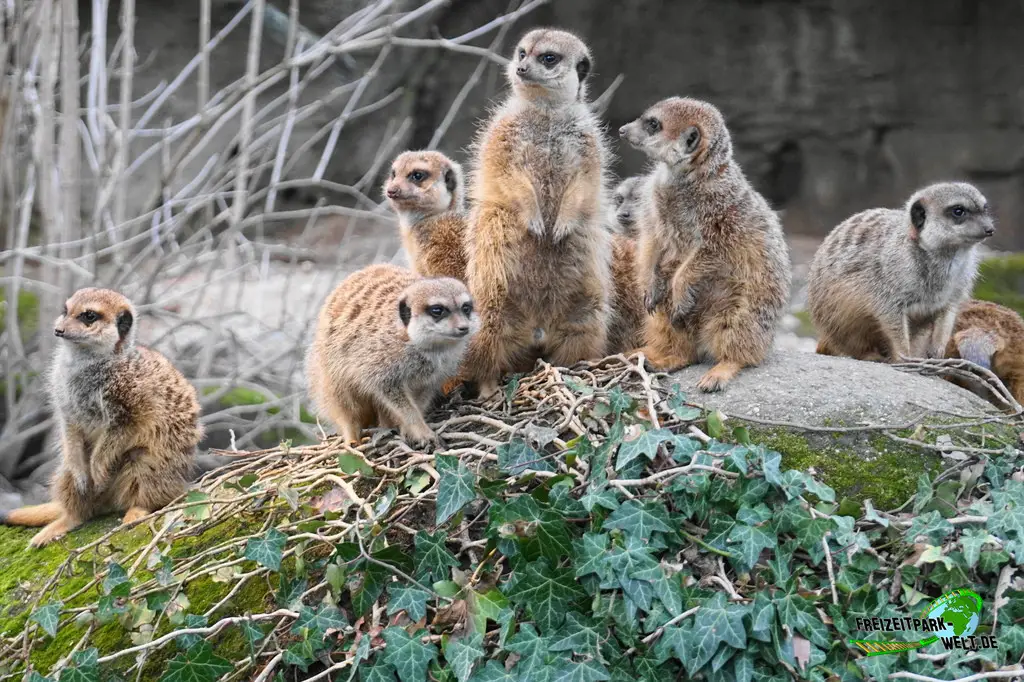 Erdmännchen in Burgers' Zoo - 2024