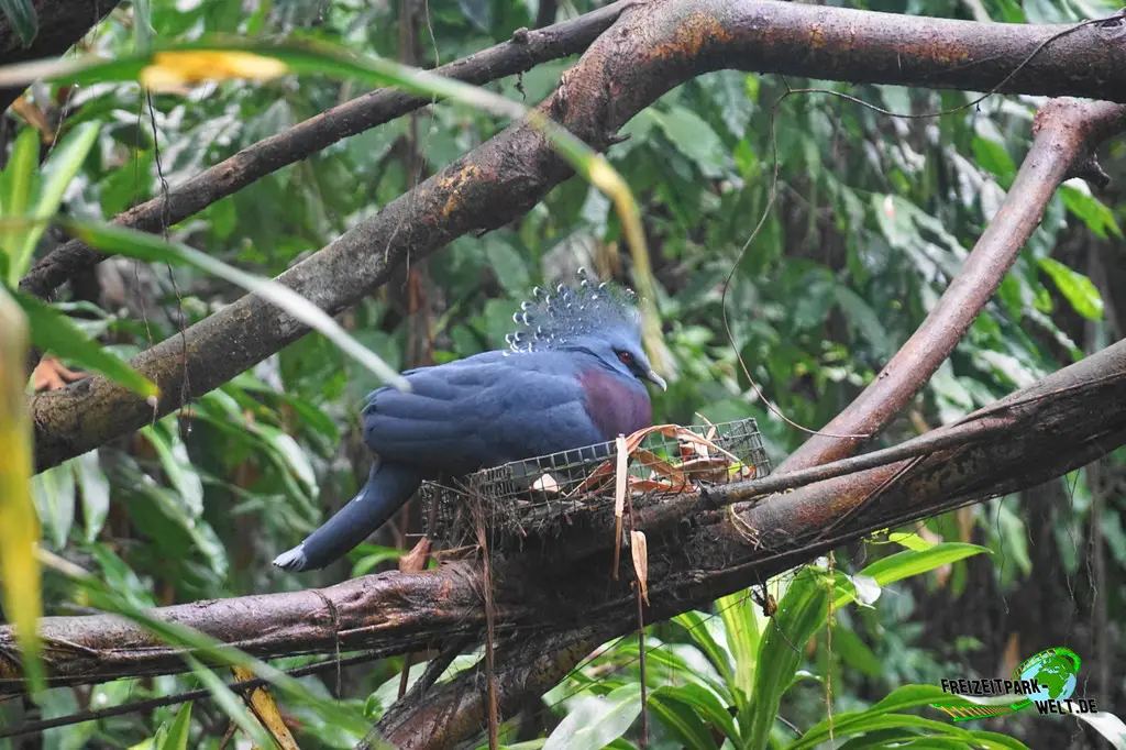 Fächertaube in Burgers' Zoo - 2024