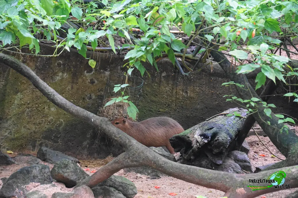 Wasserschwein / Capybara in Burgers' Zoo - 2024