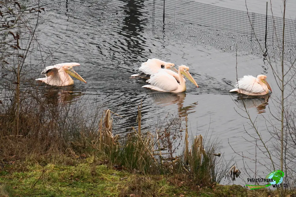 Rosapelikan in Burgers' Zoo - 2024