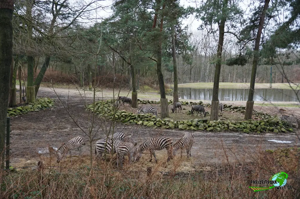 Steppenzebra in Burgers' Zoo - 2024