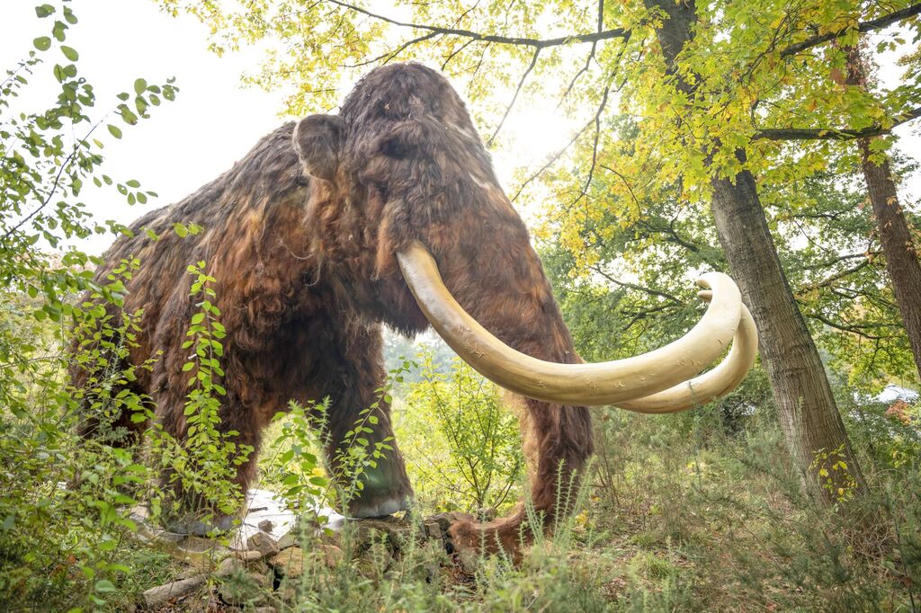 Wollhaarmammut klein.jpg