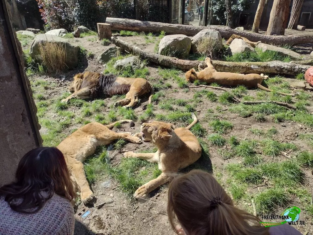 Berberlöwe im Dierenpark Amersfoort - 2022