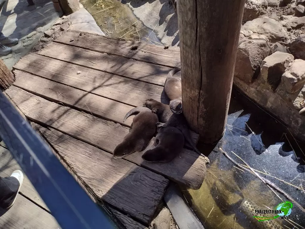 Fischotter im Dierenpark Amersfoort - 2022