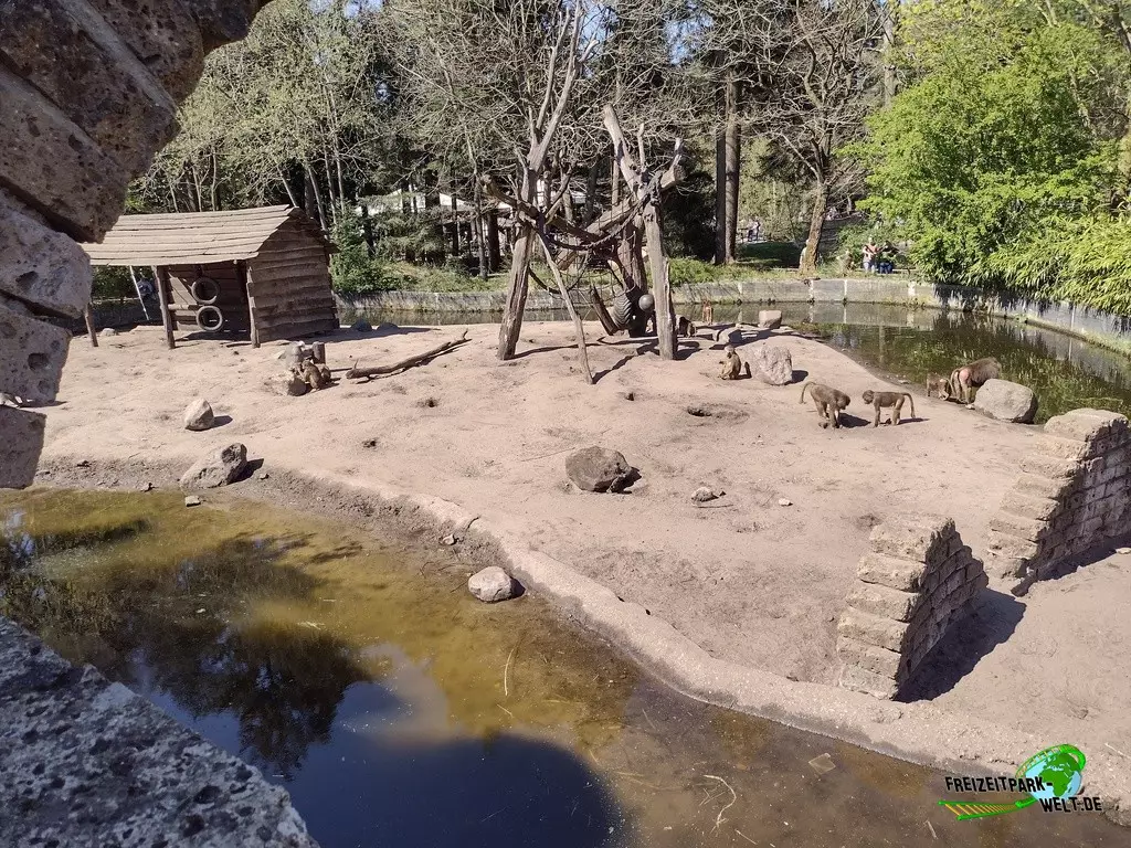 Paviane im Dierenpark Amersfoort - 2022