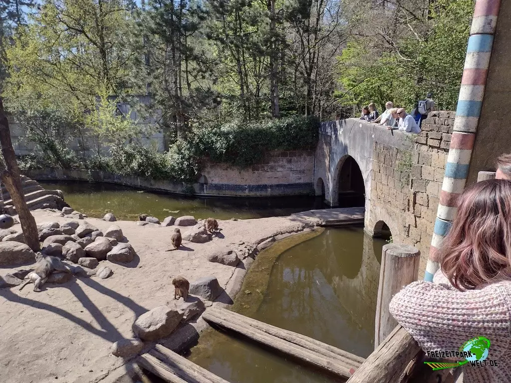 Paviane im Dierenpark Amersfoort - 2022