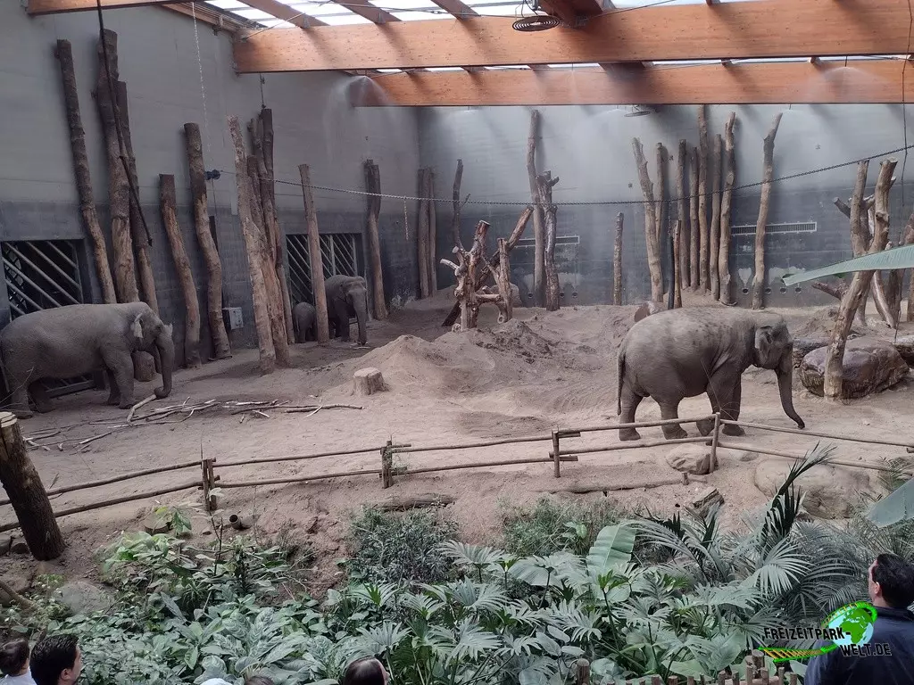 Asiatischer Elefant im Dierenpark Amersfoort - 2022: Ein tolles großes Elefantenhaus