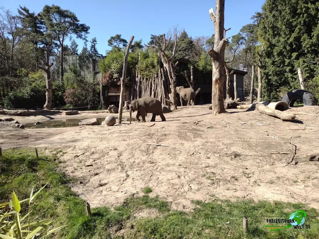 Asiatischer Elefant im Dierenpark Amersfoort - 2022