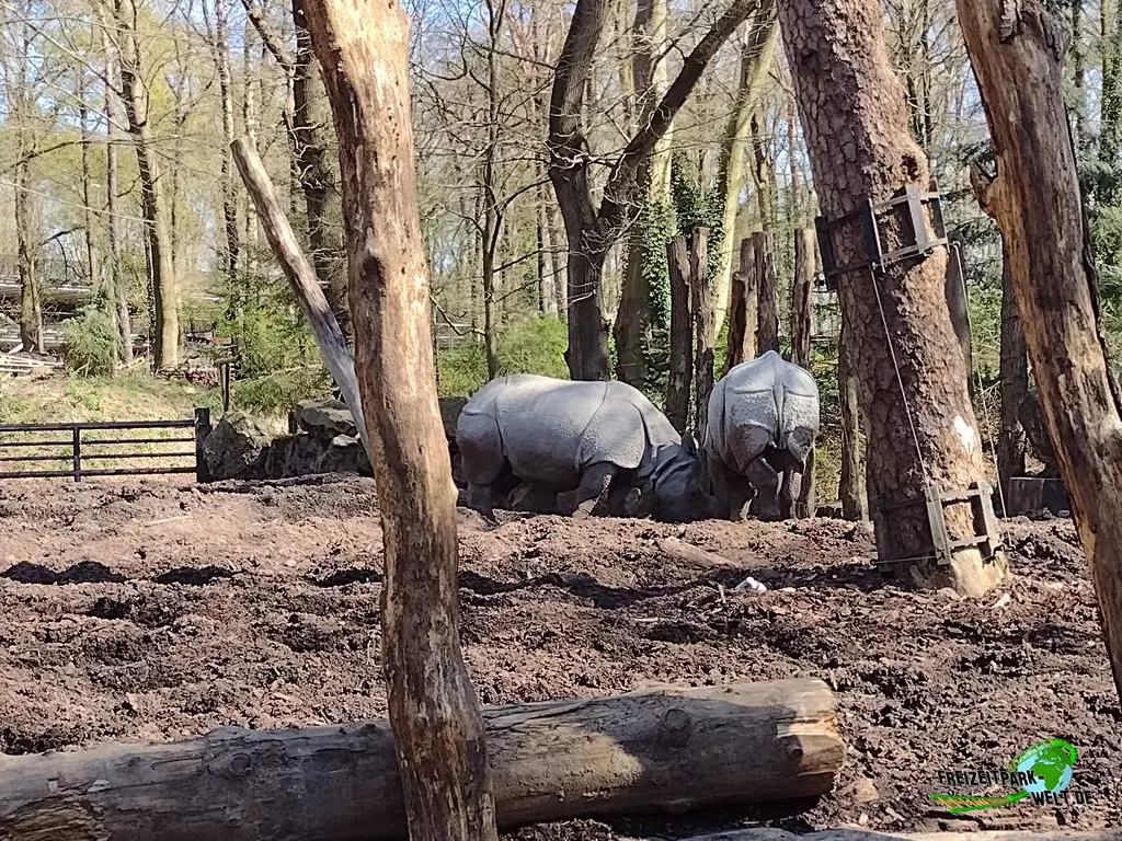 Nashorn im Dierenpark Amersfoort - 2022