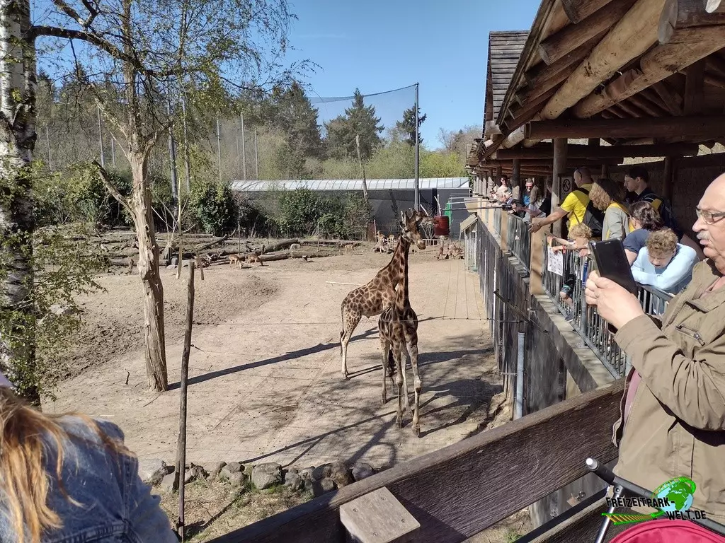 Giraffe im Dierenpark Amersfoort - 2022