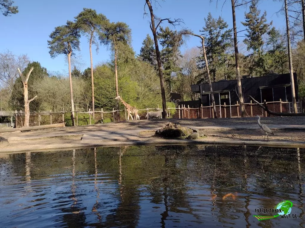 Grevyzebra im Dierenpark Amersfoort - 2022