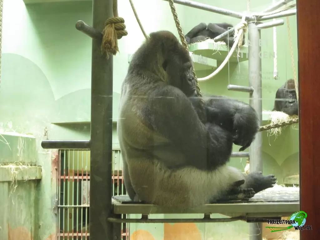 Westlicher Flachland-Gorilla im Diergaarde Blijdorp Rotterdam - 2017