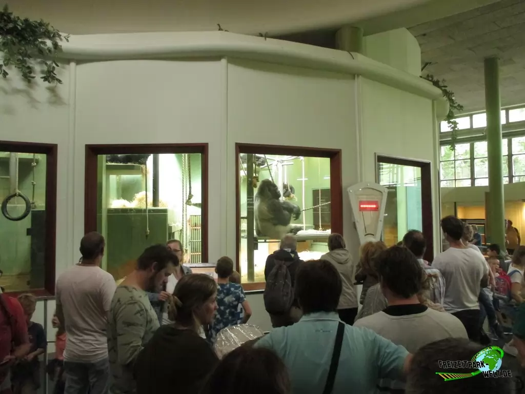 Westlicher Flachland-Gorilla im Diergaarde Blijdorp Rotterdam - 2017