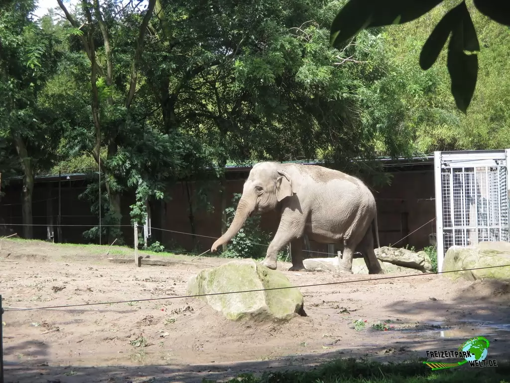 Asiatischer Elefant im Diergaarde Blijdorp Rotterdam - 2017
