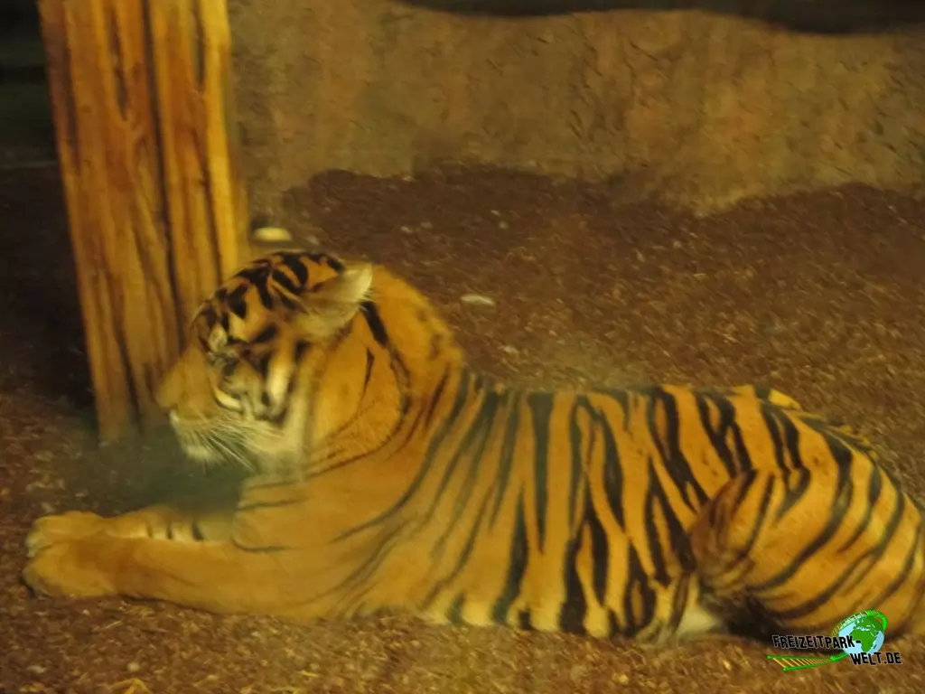 Sumatra Tiger im Diergaarde Blijdorp Rotterdam - 2017