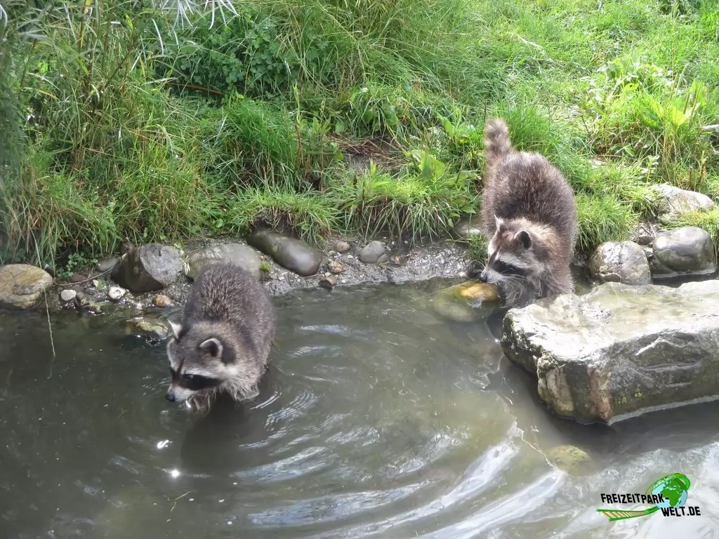 Waschbär im Diergaarde Blijdorp Rotterdam - 2017