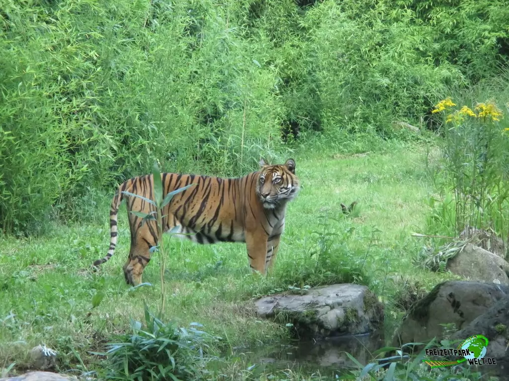Sumatra Tiger im Diergaarde Blijdorp Rotterdam - 2017