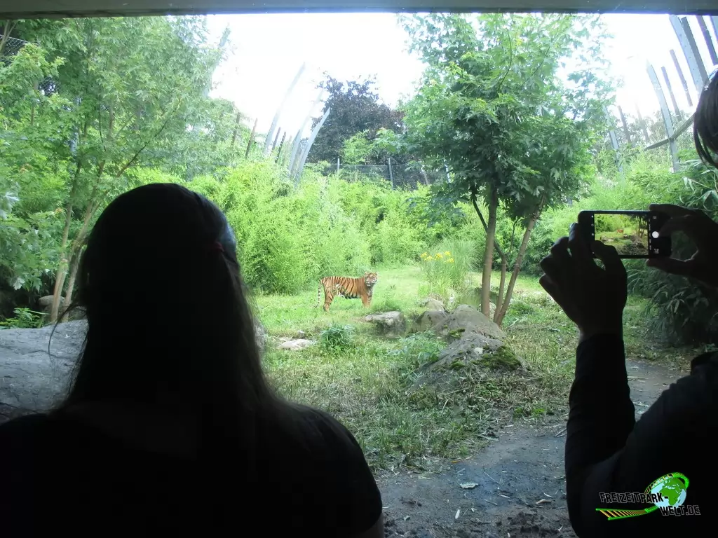 Sumatra Tiger im Diergaarde Blijdorp Rotterdam - 2017