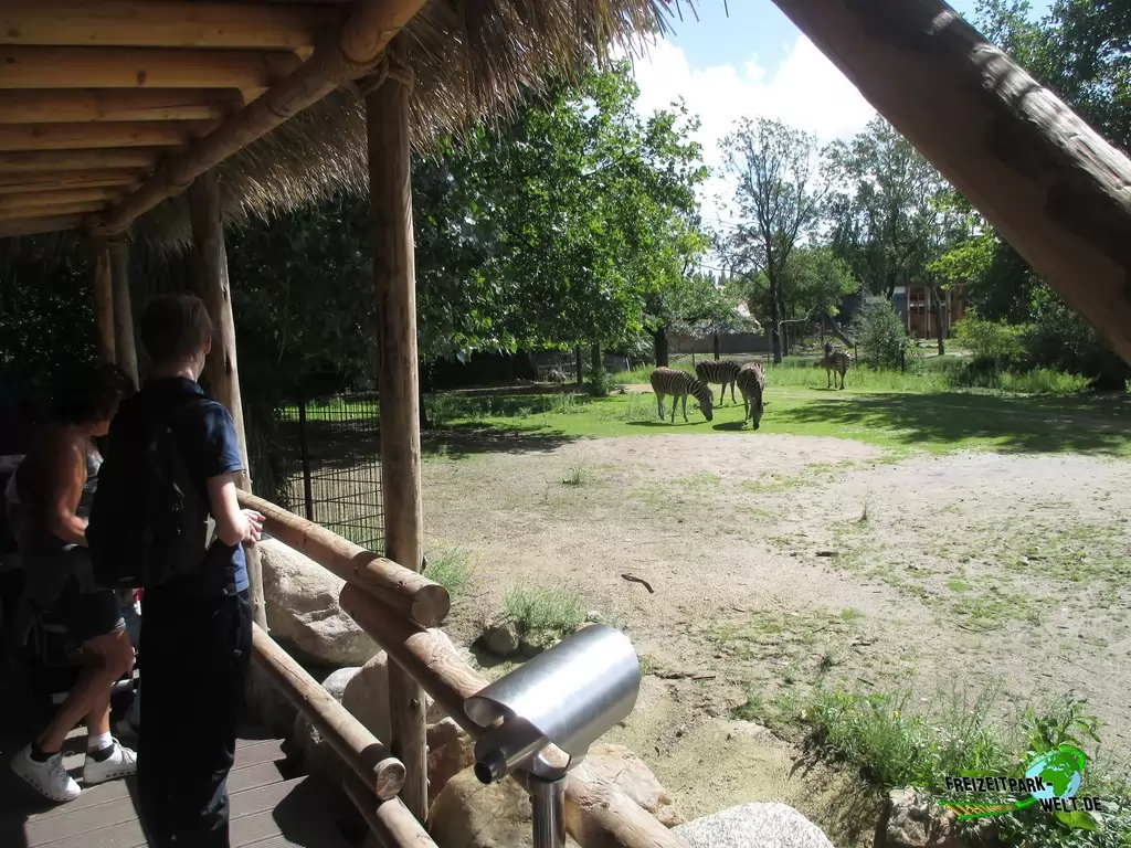 Steppenzebra im Diergaarde Blijdorp Rotterdam - 2017