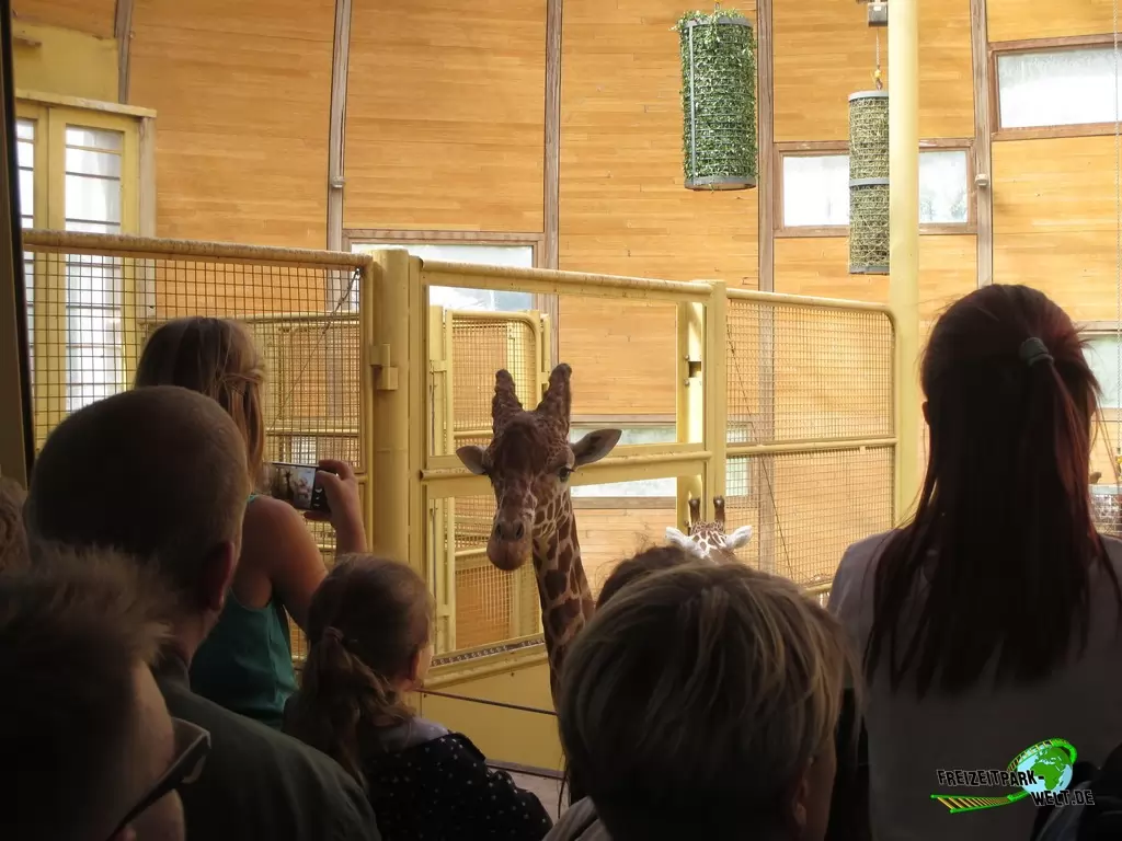 Giraffe im Diergaarde Blijdorp Rotterdam - 2017