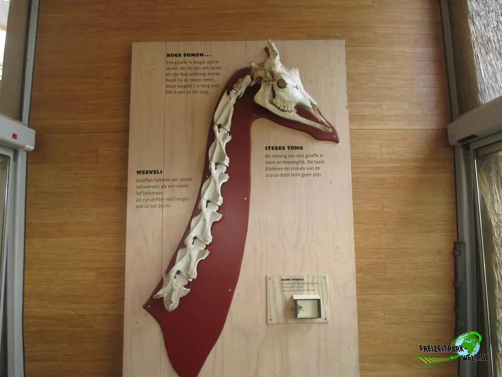 Giraffe im Diergaarde Blijdorp Rotterdam - 2017