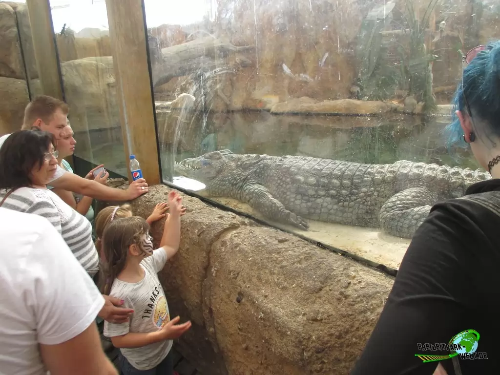 Nilkrokodil im Diergaarde Blijdorp Rotterdam - 2017