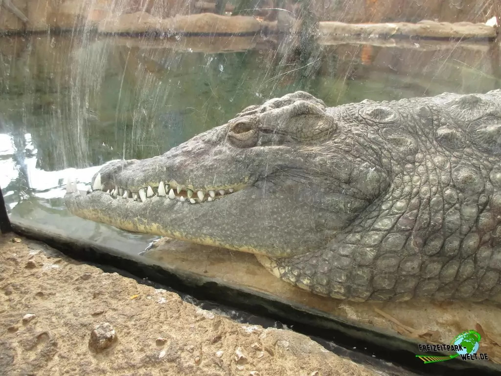Nilkrokodil im Diergaarde Blijdorp Rotterdam - 2017