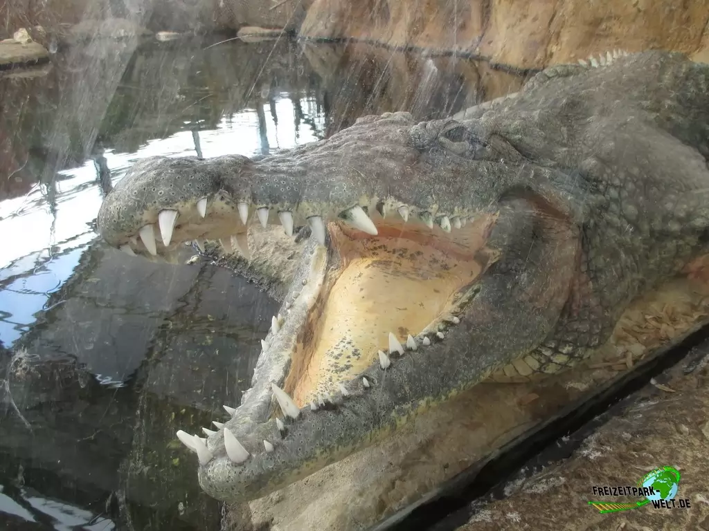 Nilkrokodil im Diergaarde Blijdorp Rotterdam - 2017