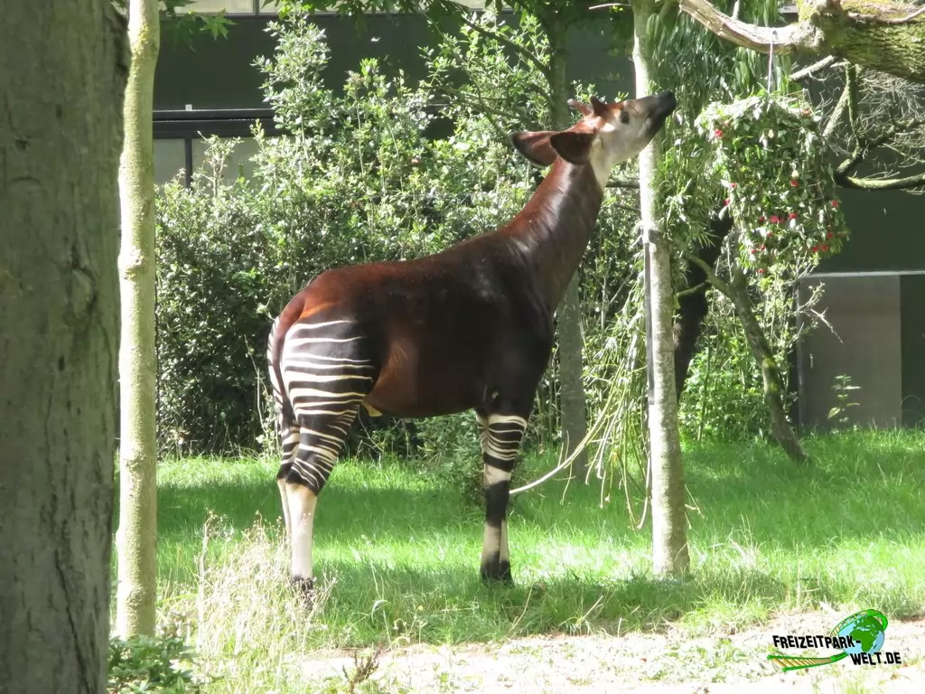Okapi im Diergaarde Blijdorp Rotterdam - 2017