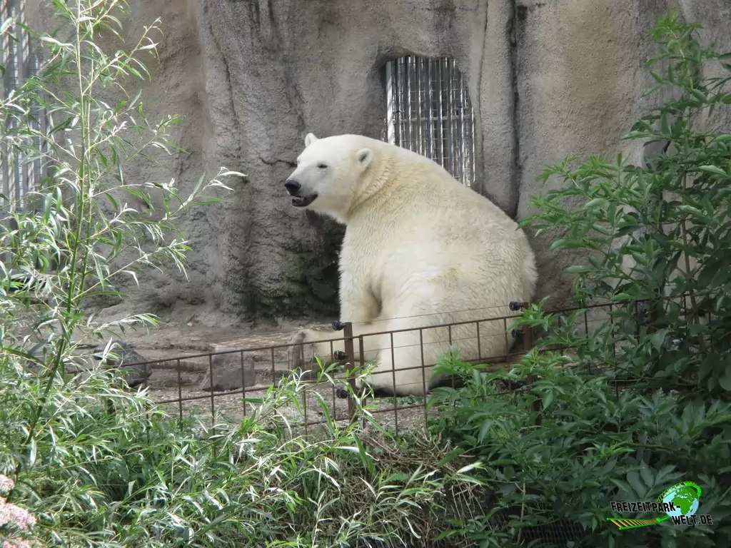 Eisbär im Diergaarde Blijdorp Rotterdam - 2017