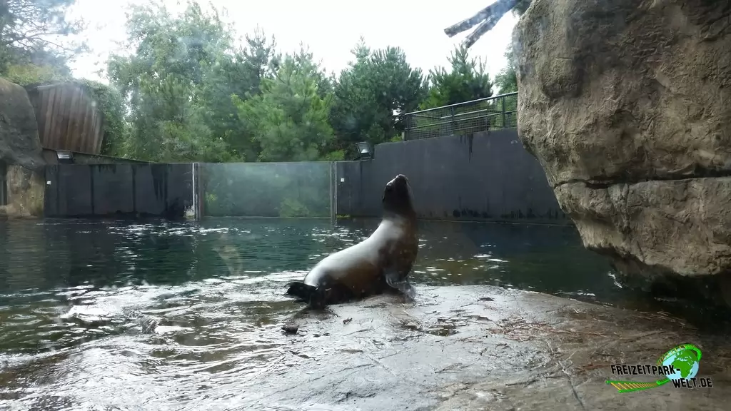 Kalifornischer Seelöwe im Diergaarde Blijdorp Rotterdam - 2017