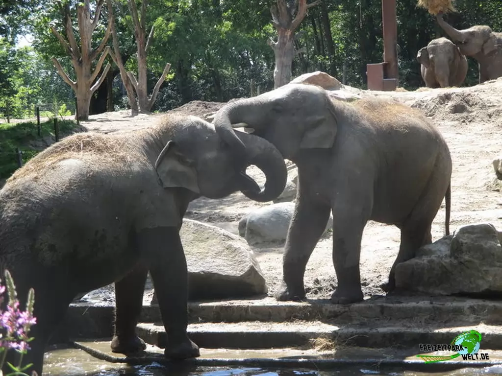 Asiatischer Elefant im Diergaarde Blijdorp Rotterdam - 2020