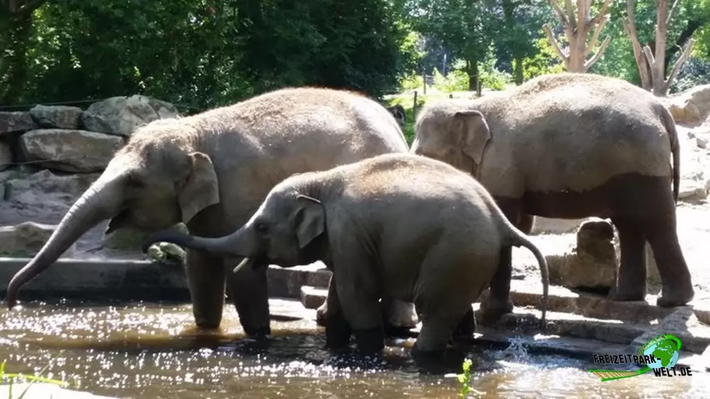 Asiatischer Elefant im Diergaarde Blijdorp Rotterdam - 2020