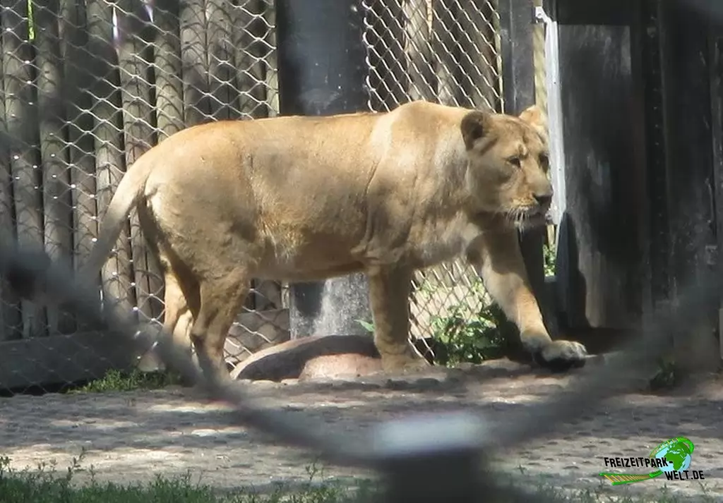 Asiatischer Löwe im Diergaarde Blijdorp Rotterdam - 2020