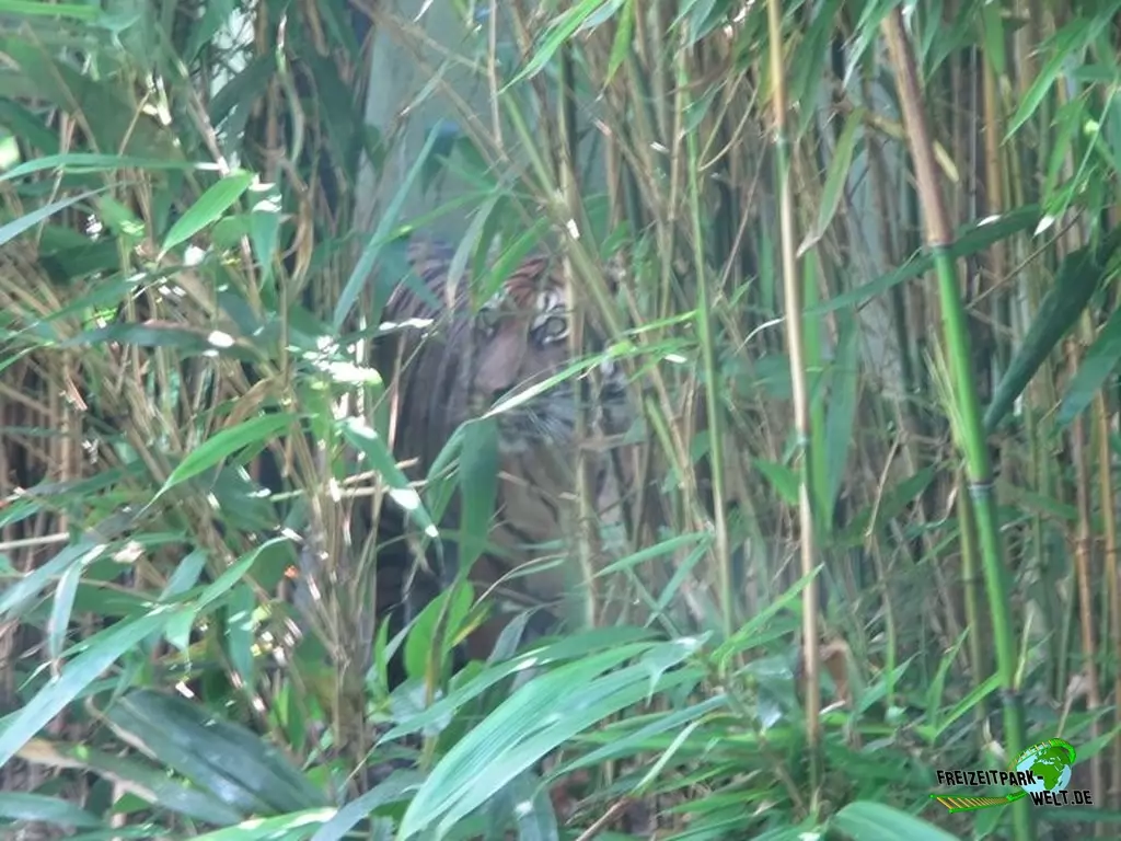 Sumatra Tiger im Diergaarde Blijdorp Rotterdam - 2020