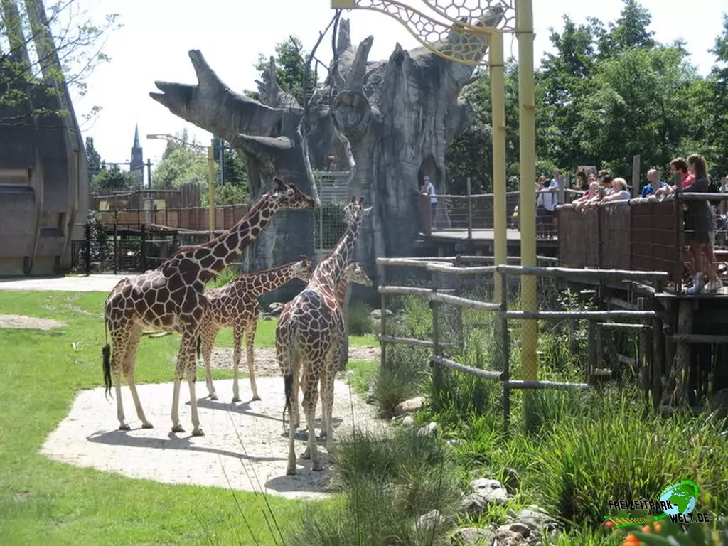 Giraffe im Diergaarde Blijdorp Rotterdam - 2020