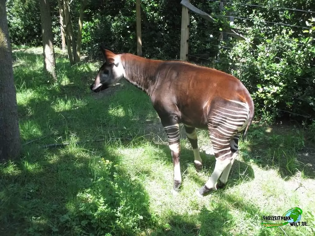 Okapi im Diergaarde Blijdorp Rotterdam - 2020