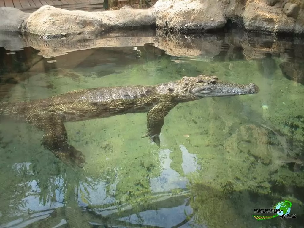 Nilkrokodil im Diergaarde Blijdorp Rotterdam - 2020