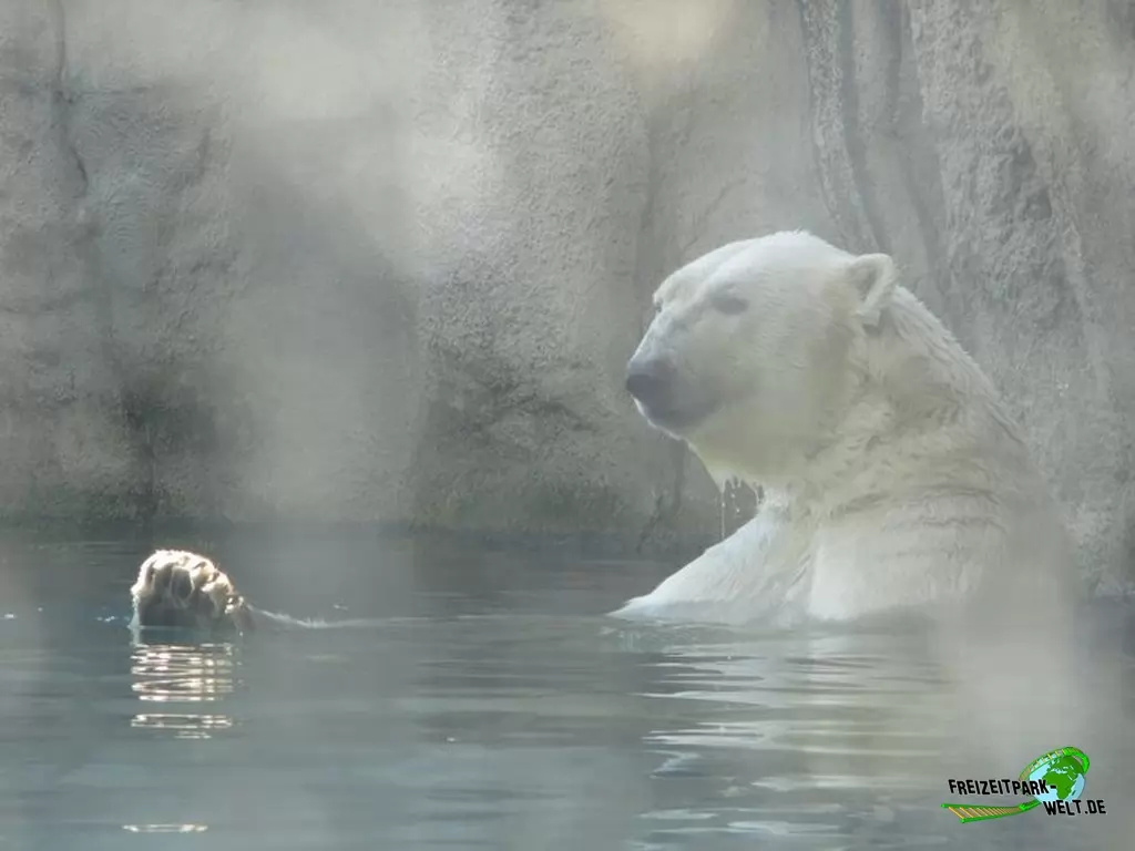 Eisbär im Diergaarde Blijdorp Rotterdam - 2020